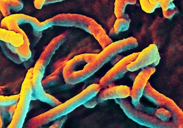 How to Not Get Ebola at SNU