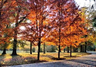 Fall: The Season That Trumps All