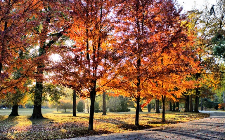 Fall: The Season That Trumps All