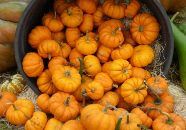 Multicultural Fright Fest