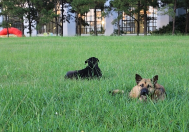 The Pets on Campus Policy