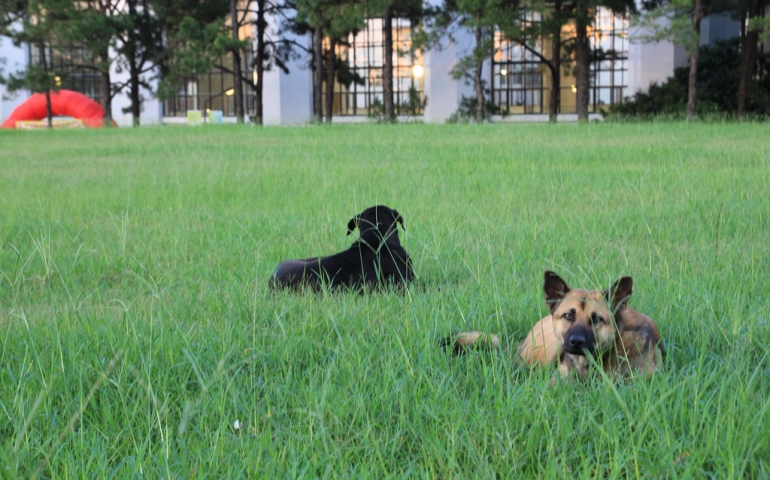 The Pets on Campus Policy