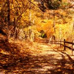 A trail in Fall