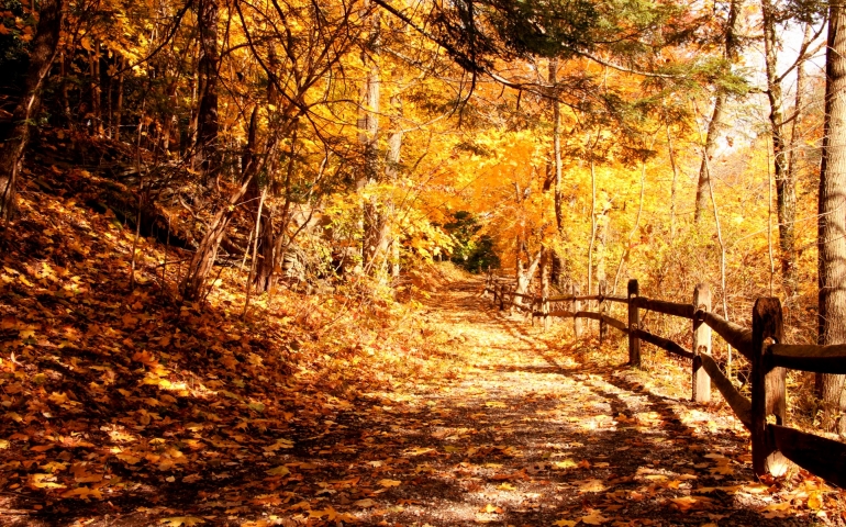 The Trailblazers of SNU