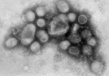 The Flu and You: Flu Season Strikes at SNU