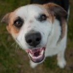 Dog smiling up at the camera
