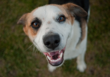 Make a “Paw”some Impact