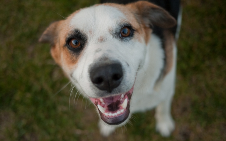 Make a “Paw”some Impact