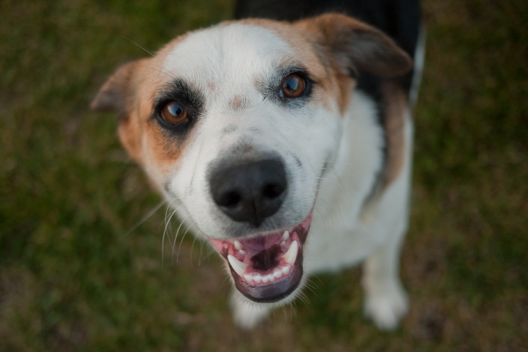 Make a “Paw”some Impact