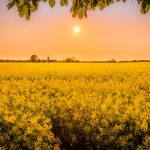 A field with a sunrise