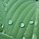 A leaf with water on it