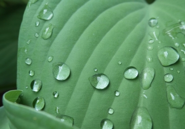 How Can Nature Naturally Solve Your Problems?