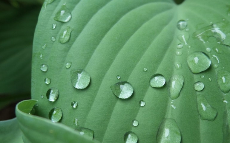 How Can Nature Naturally Solve Your Problems?