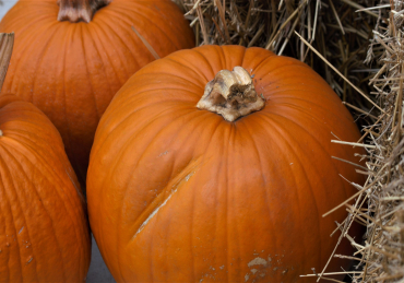 Pumpkin Patches in OKC