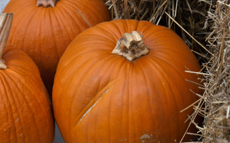Pumpkin Patches in OKC