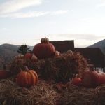Pumpkins sitting in a field