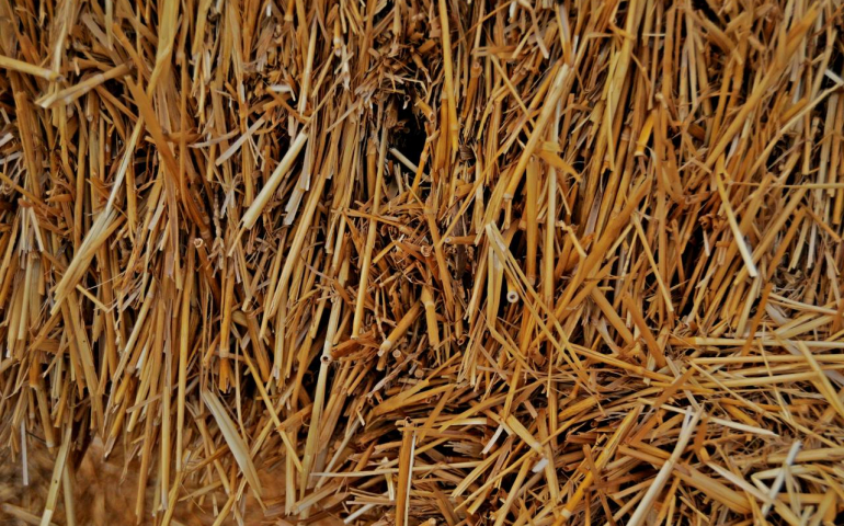 Howdy Homecoming: Recap