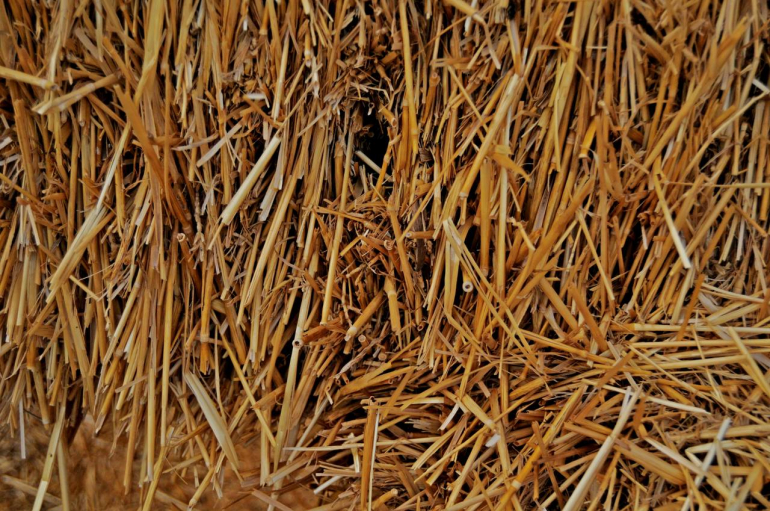 Howdy Homecoming: Recap