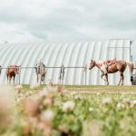 equestrian horses snu creative