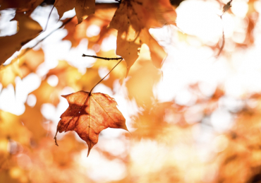 What Students Can Do Over Fall Break