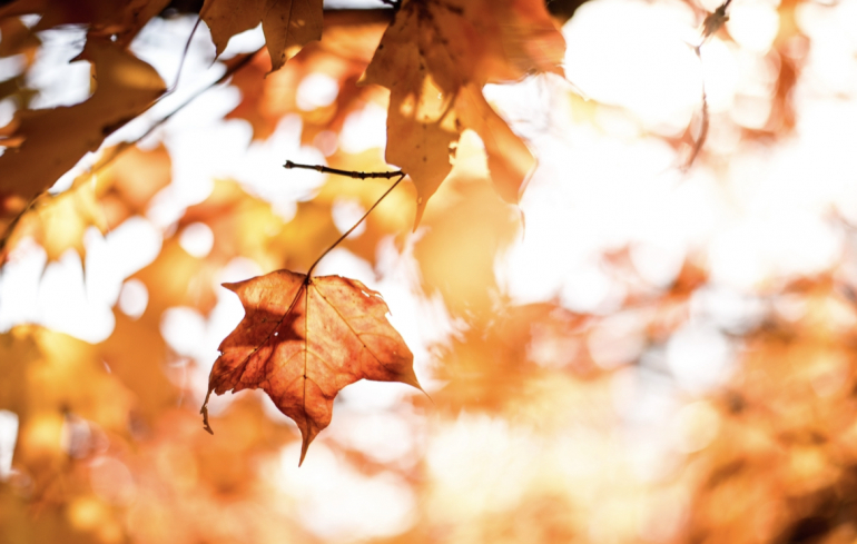 What Students Can Do Over Fall Break