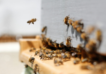 The Beekeeper Movie Review